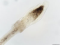 A hair under a microscope