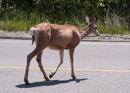 Deer walking across road