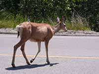 A deer crossing a road