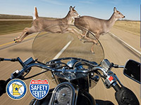Motorcycle-deer crash graphic