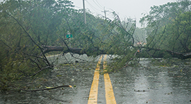 A tree is shown laying across the road following a storm