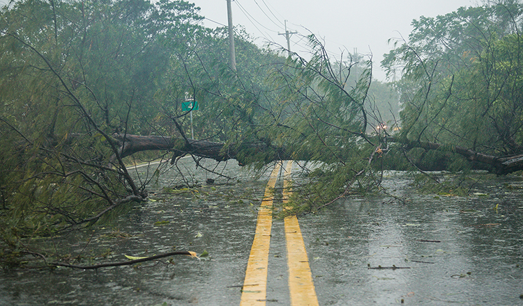 Image of a tree in a storm that has fallen across the road.