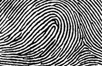 Image of a fingerprint pattern.