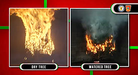 A fully engulfed dry Christmas tree and a watered Christmas tree with a lesser amount of flames
