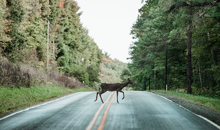 A deer crossing a road