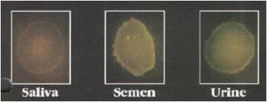 saliva semen and urine stains on fabric