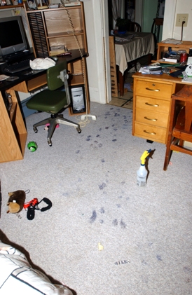numerous paw print impressions on carpet from dog