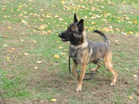Photo of Diesel a dog in the K-9 unit of the Minnesota State Patrol 