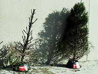 A dry Christmas tree and a watered Christmas tree after a fire demonstration. The dry tree is much more burned